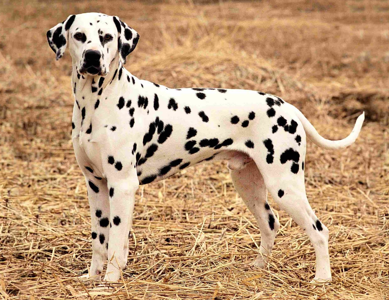 best dog breed in indian climate