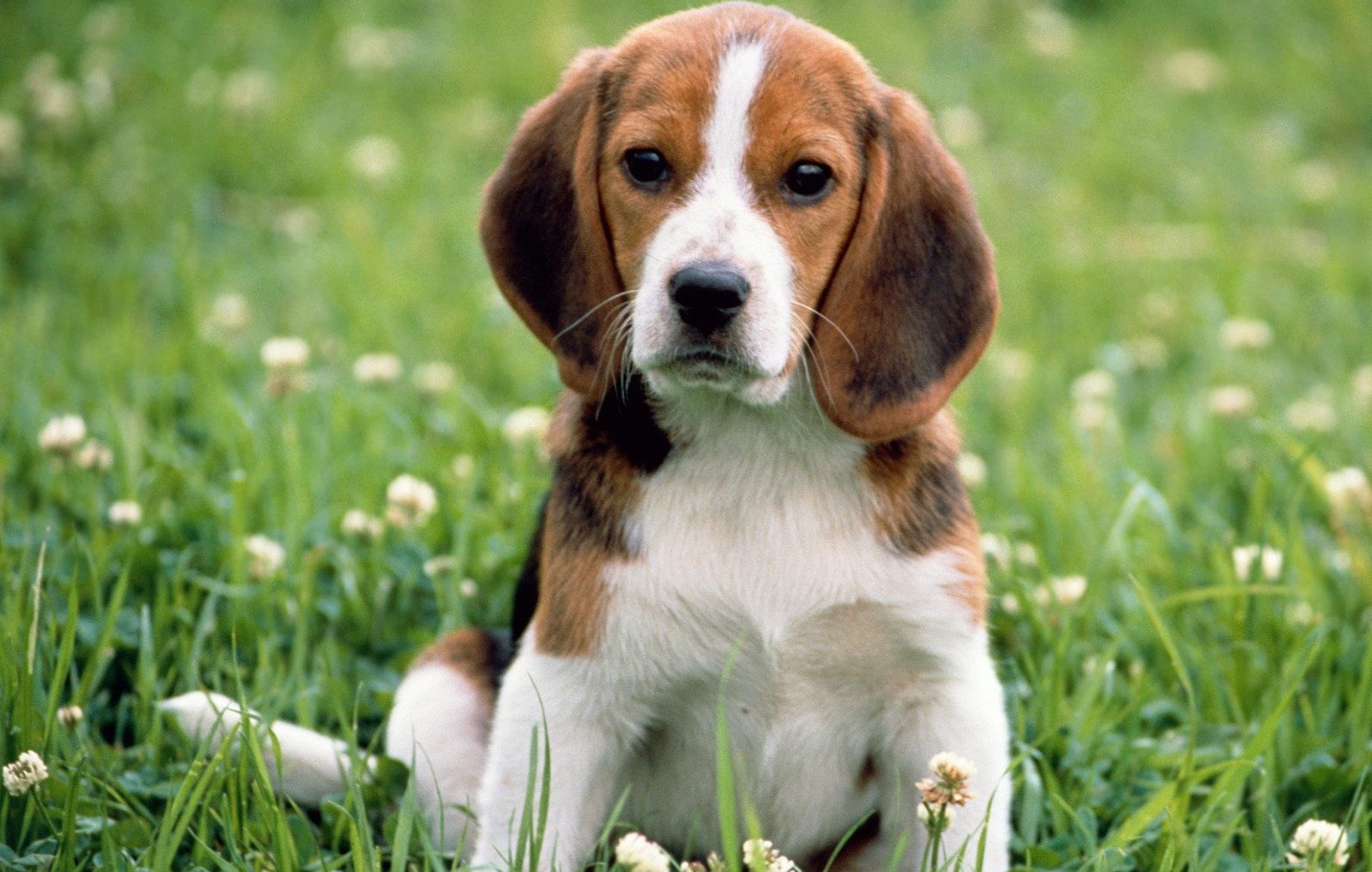 Most Popular Dog Breeds In India Pets World