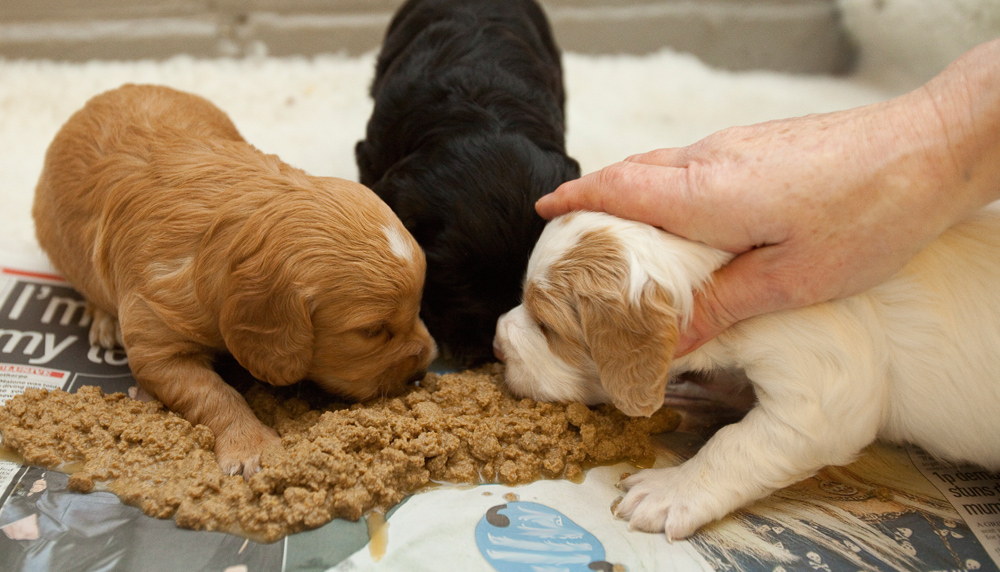 feeding puppy puppies dog eating give should guide start pets soaked gundogs birthing