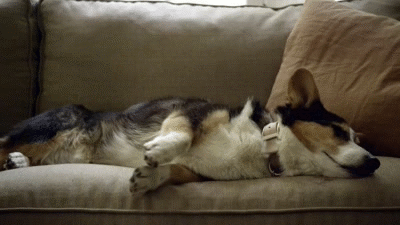 Six Cutest Dogs in love with their couches! Funny Dog GIFs
