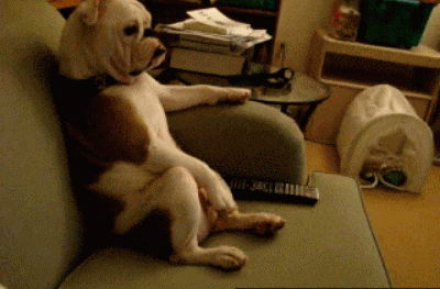 funny dogs funny gif