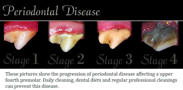 how is gum disease treated in dogs