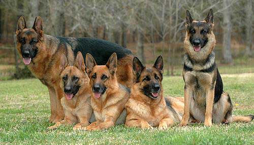 dogs german shepherd puppies