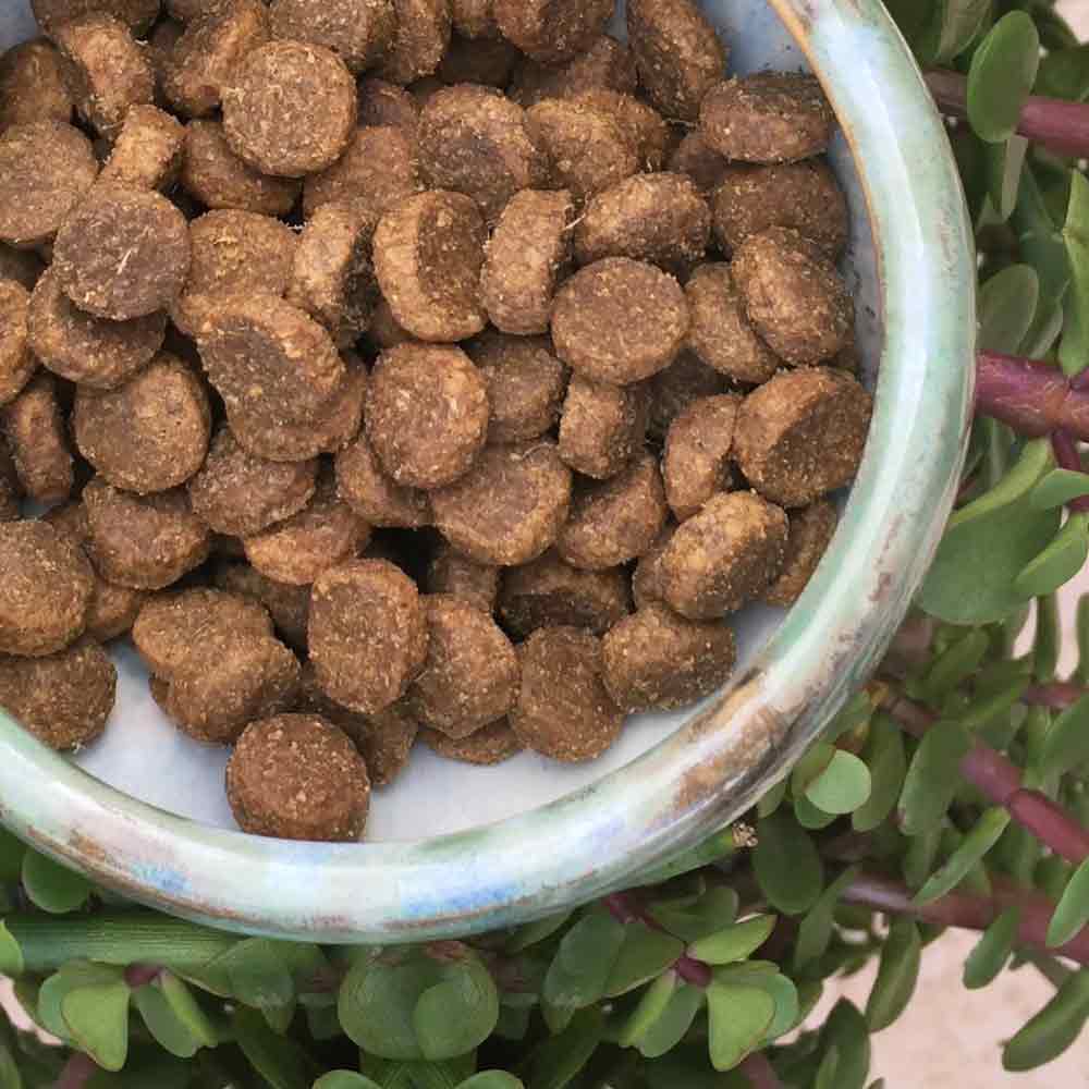 How Grain Free diet is right for your Dogs