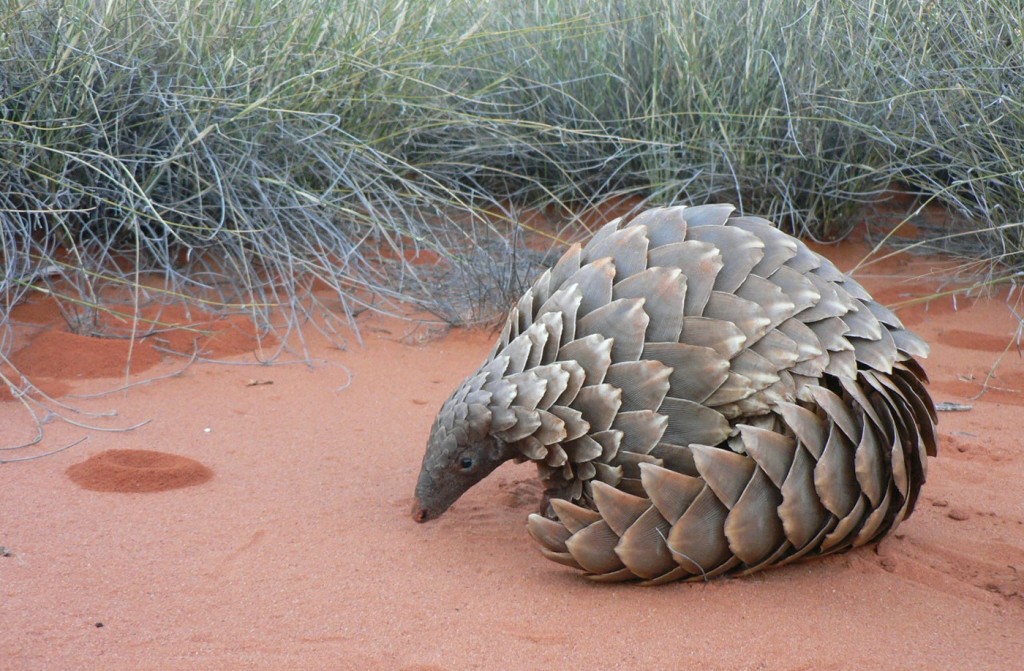 Pangolin Curved