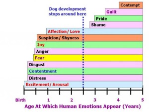 A Dog’s brain and its ability to express emotions are comparable to that of a two and a half years old human infant.