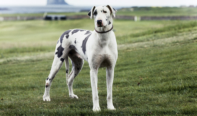 10 Dog Breeds That Need Extra Protection In Cold Weather