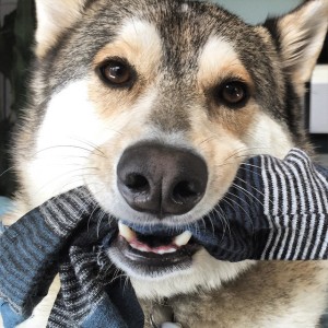 Make sure you keep small sized garments including underwear away from dogs that are aggressive chewers. Image- barkpost.com/