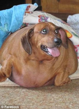 fattest pug