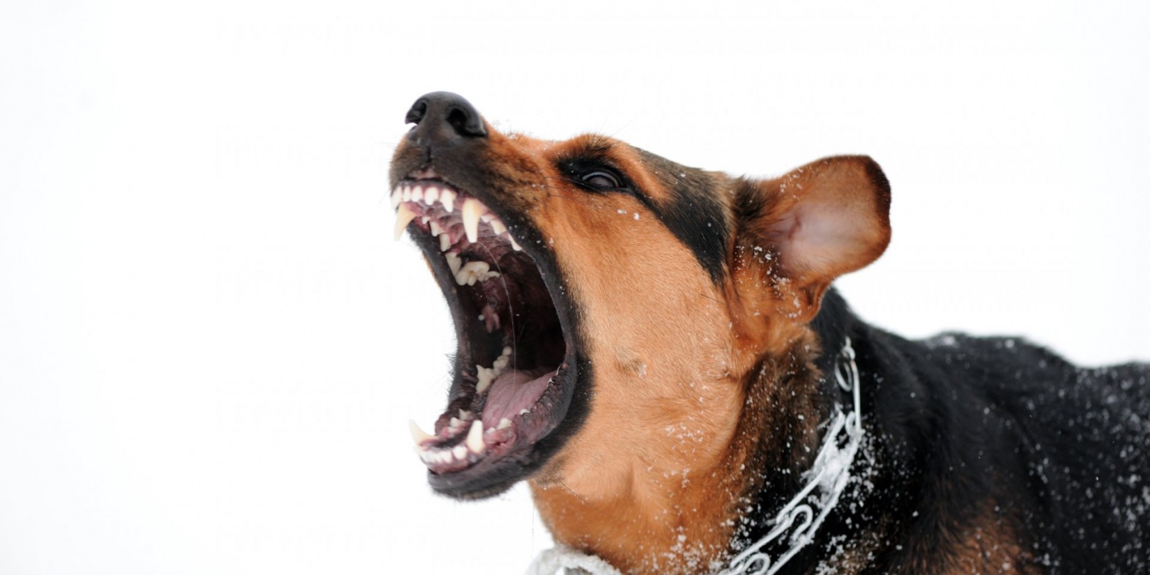 What is your dog�s barking telling you? Pets World