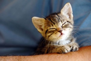 Although a nervous cat may purr too therefore look out for some other sign/s that may confirm your cat’s happy and relaxed state. Image: https://www.pets4homes.co.uk