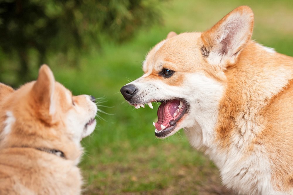 Why most female dogs fight with each other?