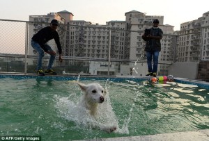 Roof top swimming pool for dogs.