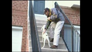 Pet owners at time try to place a baby gate to forbid the dog from using the stairway. Eventually the canine will begin to associate all staircases with something it needs to stay away from. It will view them in a negative light.