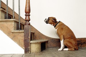 dog-hates-stairs-BF0505-001-resized-56a26a793df78cf772755e08