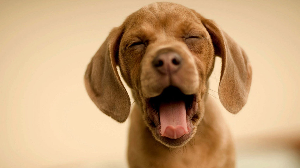 Do Dogs Yawn When Tired Or Stressed