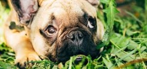 Grazing habit in some dogs may be an  inherited trait passed on from the ancestors. Image https://moderndogmagazine.com