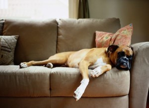 Also if your pooch has the habit of hogging the couch or your bed, it should be taught to move on a side and make space for you. Image https://pets.thenest.com