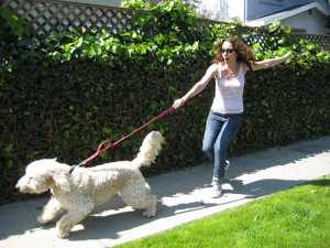 Dog Harnesses offer better safety as they are secured in a way that they cover an extended area of the body, it goes over the shoulders, front limbs, and chest. This will completely restrict the pooch from escaping. Image - www.askthedogguy.com