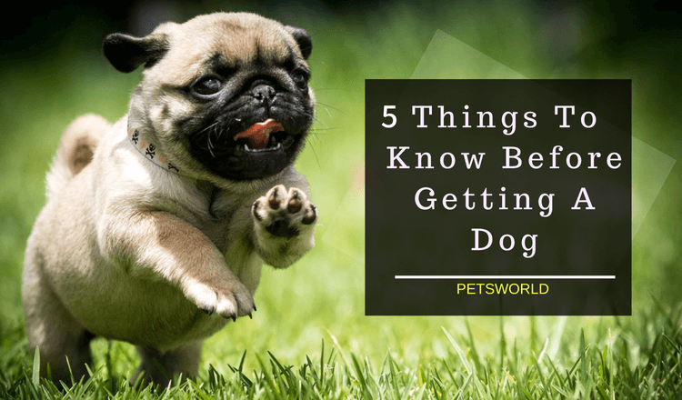 what do i need to know about owning a dog