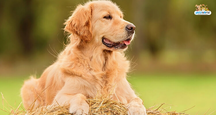 Golden Retriever Top Dog Food Feeding Patterns To Know Pet Blog Dogs Cats Fishes And Small Pets Blog
