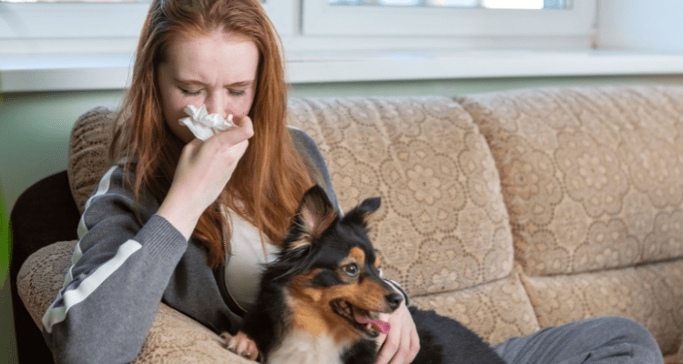 Dog Breeds For People With Allergies