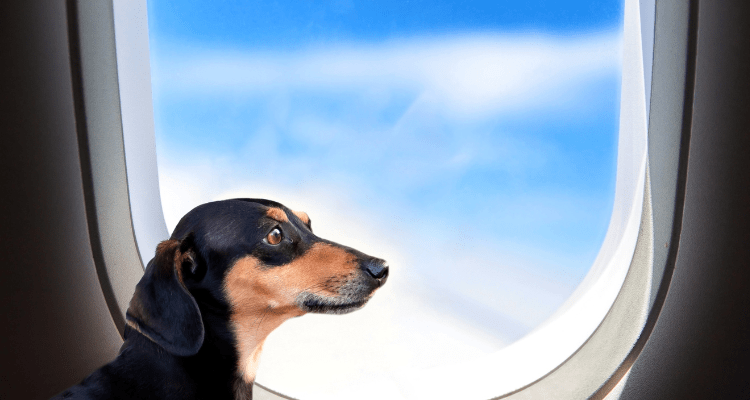 Pet-Friendly Airlines in India