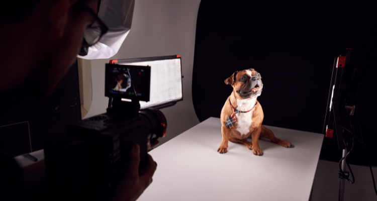 Capture the Perfect Dog Portrait