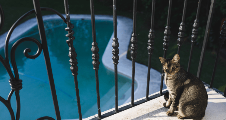 Cat in Balcony