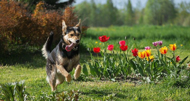 Create a Dog-Friendly Garden
