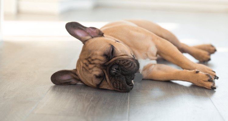 Dog Sleep Positions