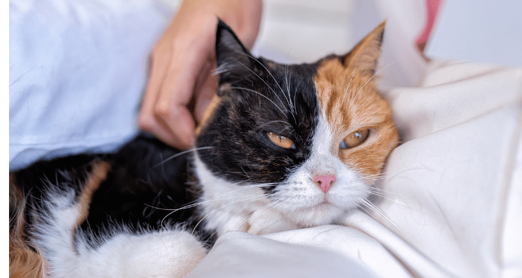Home Remedies to Keep Your Cat Healthy