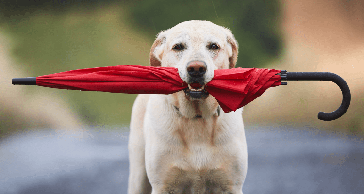 Keep Your Dogs Healthy During Monsoon