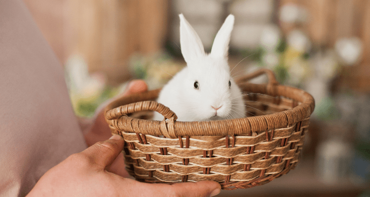 Bring Bunny to a New Home