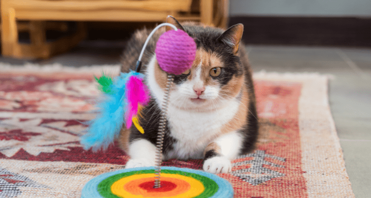 Cat Playing with Toys