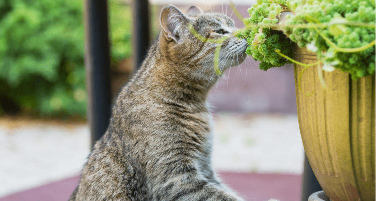 To Stop Cats From Eating Plants 