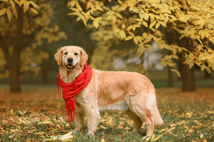 High 8 Giant Canine Breeds Good for Household Life