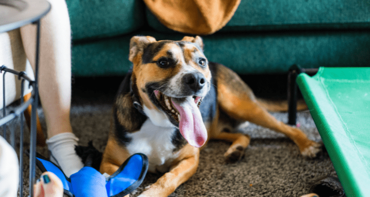 6 Ways to Take Care of a Rescued Dog