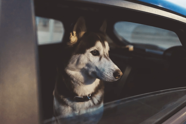 Prevent Motion Sickness in Dogs