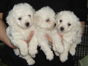 Buy/Sell a Bichon Frise Puppy – Adopt Well Vaccinated Puppies In India