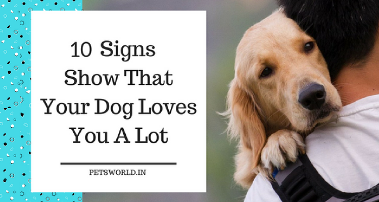 These 10 Signs Show That Your Dog Loves You A Lot