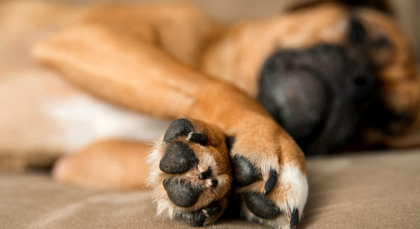 Pet Dogs’ Carbon Paw Print is Double than a Diesel SUV: Will CM Kejriwal Ban Dogs too?