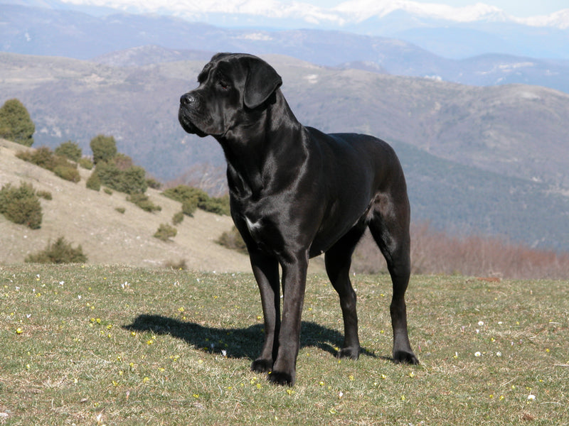 Cane Corso Italiano Dog Breed Information