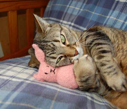 The Reason Why Cats are Crazy about Cat Nip Toys!