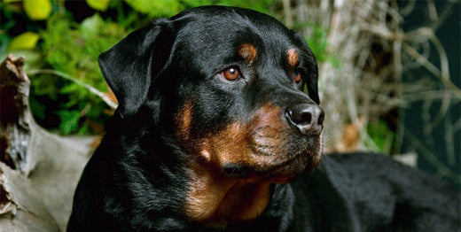 Rottweiler : A Detailed Dog Breed Information