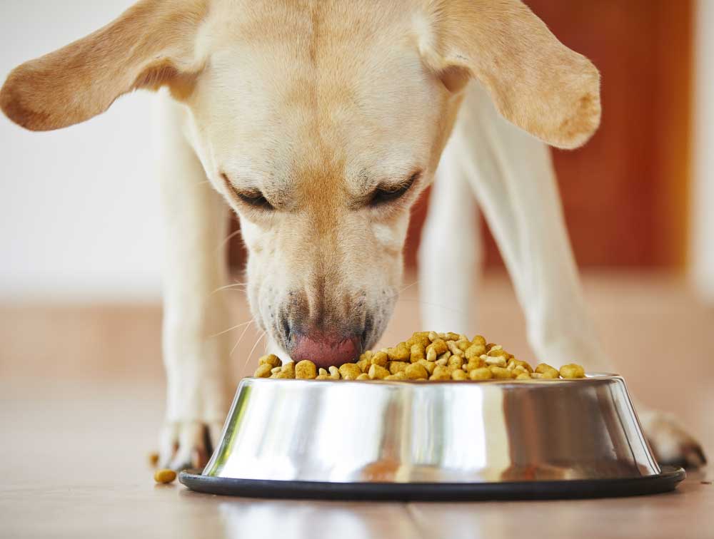 Indian Homemade Food That Can Be Given To Labradors And Golden Retriever Dog Breeds