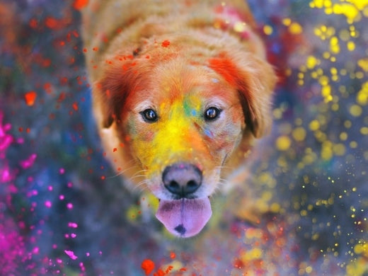 Tip to Know: How to Ensure Pet Safety during this Holi ?