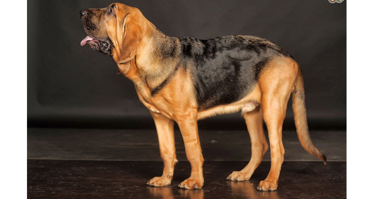 How To Train A Bloodhound?