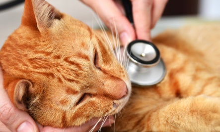 10 Warning Signs That Your Cat Might Be Sick