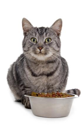 Natural Cat Food Diets